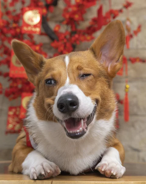 Bir erkek Corgi Pembroke Galsh fotoshoot fotoğraf stüdyosu mavi arka plan temalı elbise ve dekorasyonla izole edilmiş.