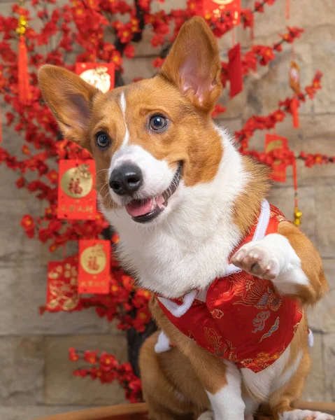 Bir erkek Corgi Pembroke Galsh fotoshoot fotoğraf stüdyosu mavi arka plan temalı elbise ve dekorasyonla izole edilmiş.