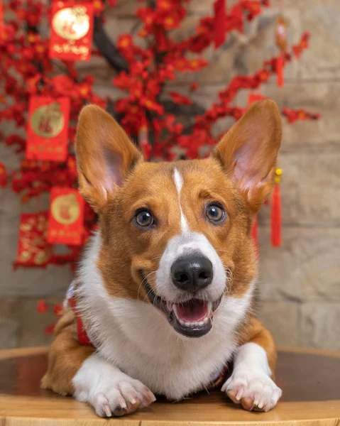 Bir erkek Corgi Pembroke Galsh fotoshoot fotoğraf stüdyosu mavi arka plan temalı elbise ve dekorasyonla izole edilmiş.