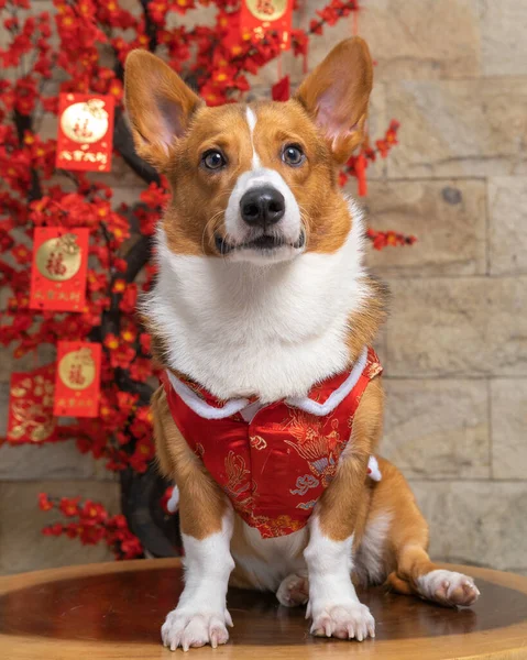 Bir erkek Corgi Pembroke Galsh fotoshoot fotoğraf stüdyosu mavi arka plan temalı elbise ve dekorasyonla izole edilmiş.