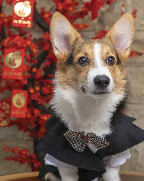 Bir erkek Corgi Pembroke Galsh fotoshoot fotoğraf stüdyosu mavi arka plan temalı elbise ve dekorasyonla izole edilmiş.