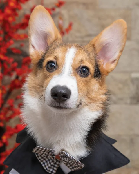 Bir erkek Corgi Pembroke Galsh fotoshoot fotoğraf stüdyosu mavi arka plan temalı elbise ve dekorasyonla izole edilmiş.