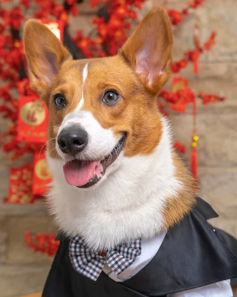Bir erkek Corgi Pembroke Galsh fotoshoot fotoğraf stüdyosu mavi arka plan temalı elbise ve dekorasyonla izole edilmiş.