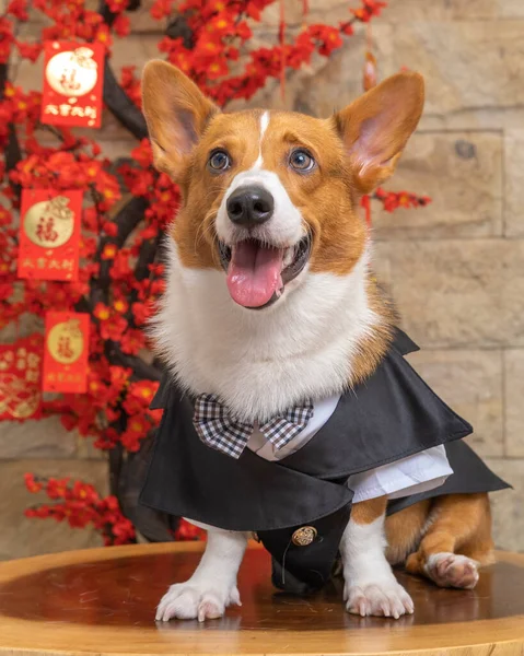 Bir erkek Corgi Pembroke Galsh fotoshoot fotoğraf stüdyosu mavi arka plan temalı elbise ve dekorasyonla izole edilmiş.