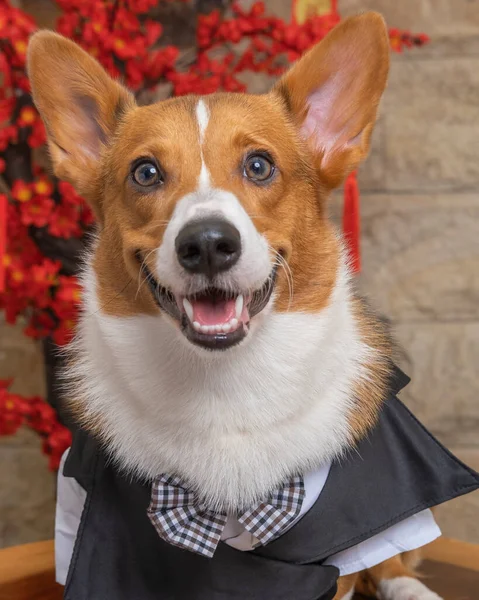 Bir erkek Corgi Pembroke Galsh fotoshoot fotoğraf stüdyosu mavi arka plan temalı elbise ve dekorasyonla izole edilmiş.