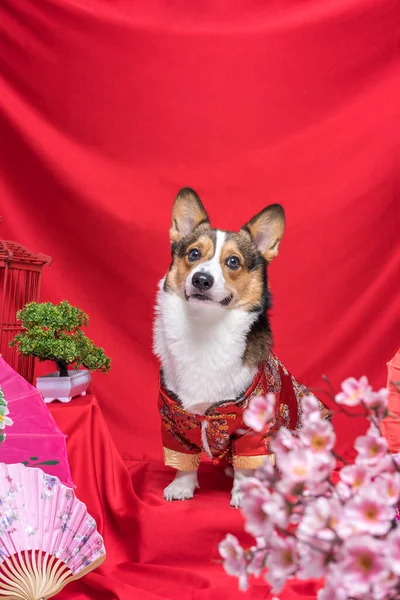 Bir erkek Corgi Pembroke Galsh Fotoshoot Fotoğraf Stüdyosu. Kırmızı arka plan Çin Yeni Yıl temalı elbise ve dekorasyonu.