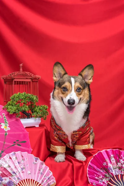 Bir erkek Corgi Pembroke Galsh Fotoshoot Fotoğraf Stüdyosu. Kırmızı arka plan Çin Yeni Yıl temalı elbise ve dekorasyonu.