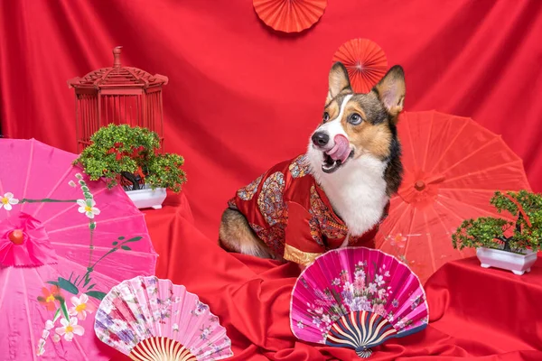 Bir erkek Corgi Pembroke Galsh Fotoshoot Fotoğraf Stüdyosu. Kırmızı arka plan Çin Yeni Yıl temalı elbise ve dekorasyonu.