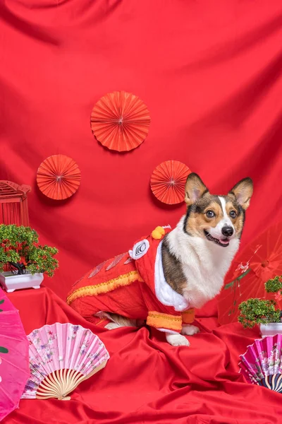 Bir erkek Corgi Pembroke Galsh Fotoshoot Fotoğraf Stüdyosu. Kırmızı arka plan Çin Yeni Yıl temalı elbise ve dekorasyonu.