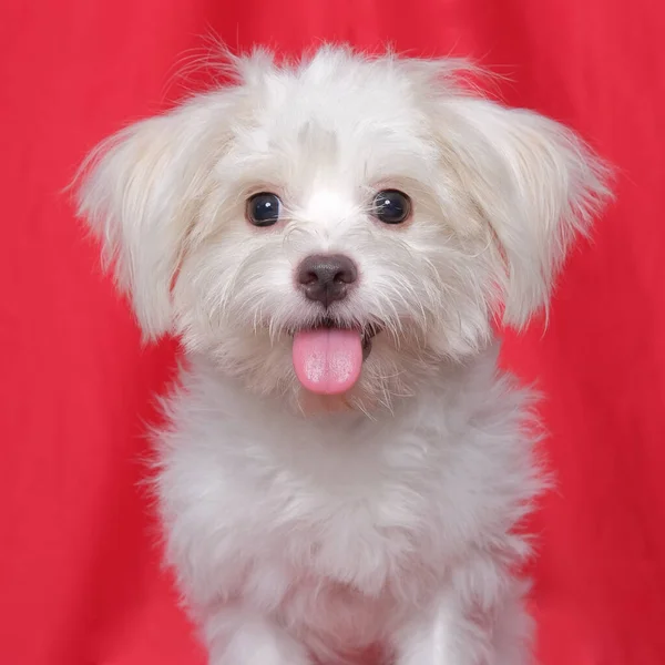 Kobieta Maltański Sesja Zdjęciowa Pet Studio Headshot Portret Czerwonym Tle — Zdjęcie stockowe