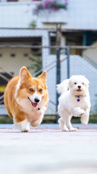 Μια Υπαίθρια Φωτογράφηση Κατοικίδιο Ζώο Φωτογραφία Δύο Σκυλιά Τρέχει Στο — Φωτογραφία Αρχείου