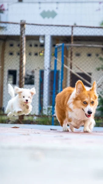 Outdoor Photoshoot Pet Photography Two Dogs Running Park Morning Corgi — Fotografia de Stock