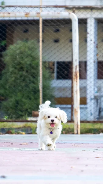 Plenerowa Sesja Zdjęciowa Fotografia Zwierzaka Dwa Psy Biegające Parku Rano — Zdjęcie stockowe