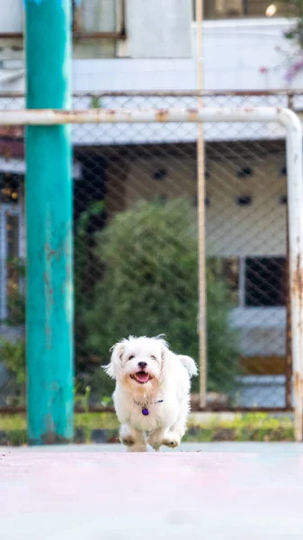 Uma Fotocaça Livre Pet Fotografia Dois Cães Correndo Parque Manhã — Fotografia de Stock