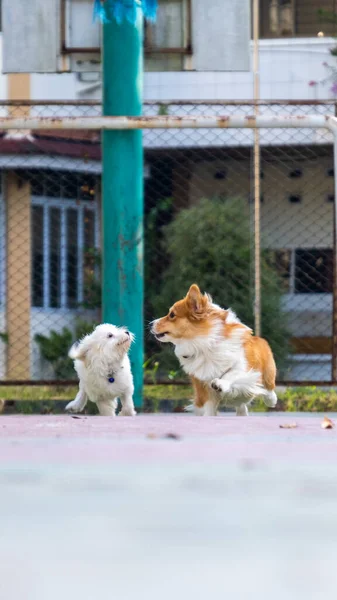 Μια Υπαίθρια Φωτογράφηση Κατοικίδιο Ζώο Φωτογραφία Δύο Σκυλιά Τρέχει Στο — Φωτογραφία Αρχείου