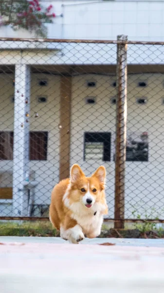 Outdoor Photoshoot Pet Photography Pembroke Welsh Fluffy Corgi Dog Running —  Fotos de Stock