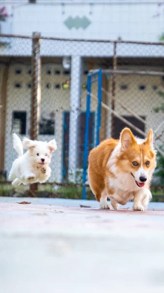 Outdoor Photoshoot Pet Photography Pembroke Welsh Fluffy Corgi Dog Running — Fotografia de Stock