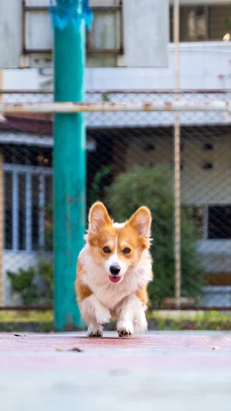 Plenerowa Sesja Fotografia Zwierzaka Pembroke Walijski Puszysty Corgi Pies Biegający — Zdjęcie stockowe