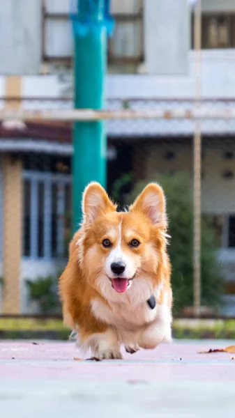 Fotocaça Livre Pet Fotografia Pembroke Galês Fofo Corgi Cão Correndo — Fotografia de Stock