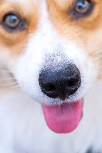 屋外で撮影したペット写真ペンブロークウェルふわふわのコーギー犬の詳細は 公園の朝の太陽の輝きで顔を撮影 — ストック写真