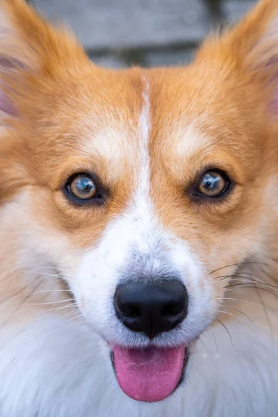 Utomhus Fotoshoot Sällskapsdjur Fotografering Pembroke Walesiska Fluffiga Corgi Hund Detalj — Stockfoto