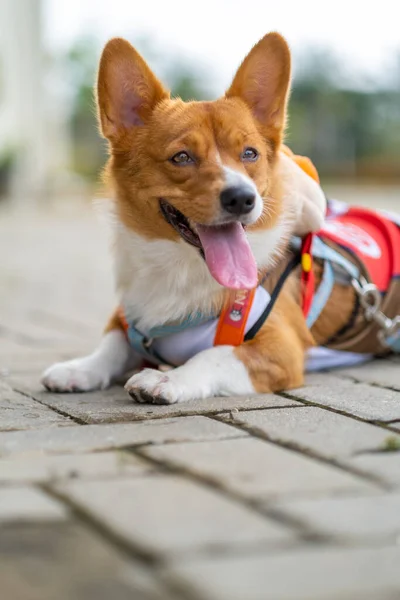 Egy Portré Pembroke Walesi Corgi Bokeh Háttér Parkban Reggeli Séta — Stock Fotó