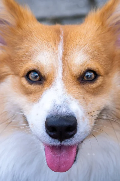 Photoshoot Livre Pet Fotografia Pembroke Galês Fofo Corgi Cão Detalhe — Fotografia de Stock