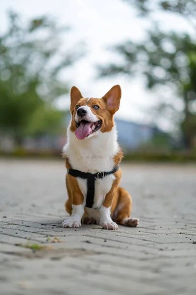 Egy Portré Pembroke Walesi Corgi Bokeh Háttér Parkban Reggeli Séta — Stock Fotó