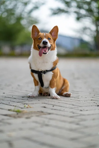 Egy Portré Pembroke Walesi Corgi Bokeh Háttér Parkban Reggeli Séta — Stock Fotó