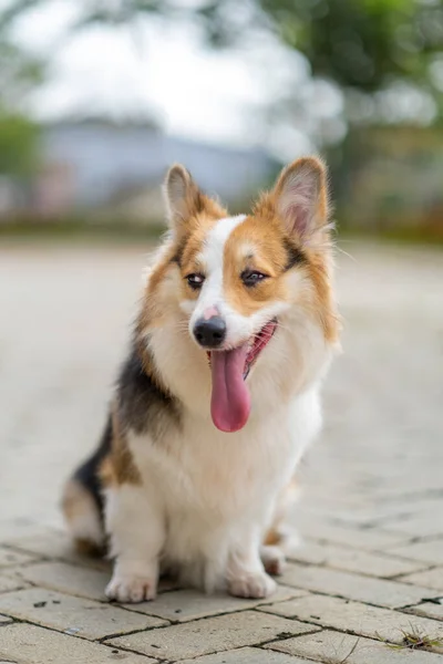 Portrait Pembroke Welsc Corgi Bokeh Background Park Morning Walk — Fotografia de Stock