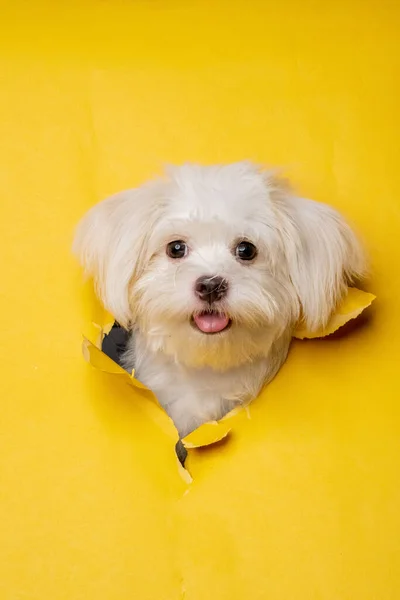 Female Maltese White Dog Photoshoot Studio Pet Photography Concept Breaking — Stockfoto