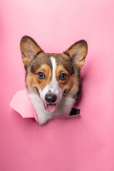 Happy Male Pembroke Welsh Corgi Dog Photoshoot Studio Pet Photography — Stockfoto