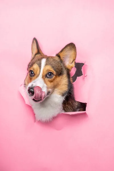 Feliz Macho Pembroke Galês Corgi Cão Photoshoot Estúdio Pet Fotografia — Fotografia de Stock