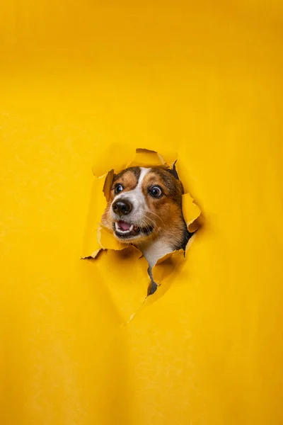 Щасливий Чоловічий Пемброк Валлійський Собака Фотосесія Студії Домашніх Тварин Фотографії — стокове фото