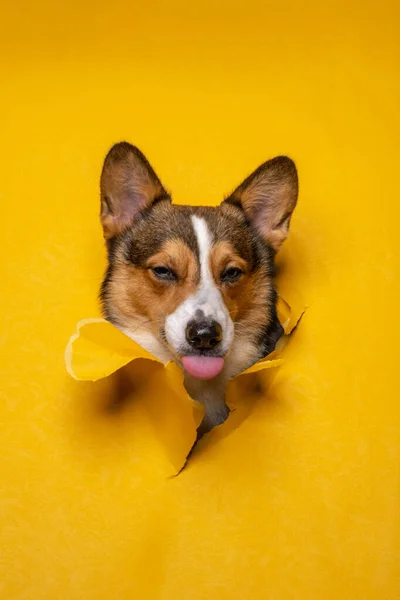 Boldog Férfi Pembroke Walesi Corgi Kutya Photoshoot Stúdió Kisállat Fotózás — Stock Fotó