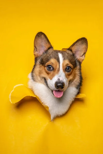 Happy Male Pembroke Welsh Corgi Dog Photoshoot Studio Pet Photography — Stock Fotó