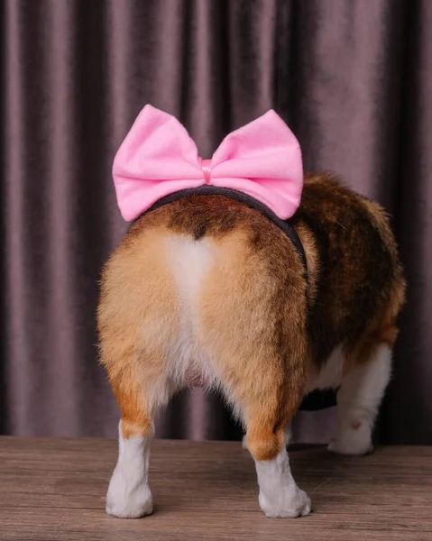 Mutlu bir ifade, erkek pembroke corgi dog photoshoot stüdyo fotoğrafçılığı perdenin önünde, kafasında aşk bandı olan bir konsept.