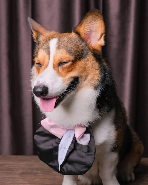 Szczęśliwy Wyraz Mężczyzna Pembroke Walijski Corgi Pies Sesja Zdjęciowa Studio — Zdjęcie stockowe