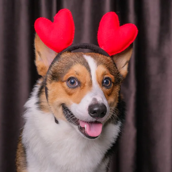 Mutlu bir ifade, erkek pembroke corgi dog photoshoot stüdyo fotoğrafçılığı perdenin önünde, kafasında aşk bandı olan bir konsept.