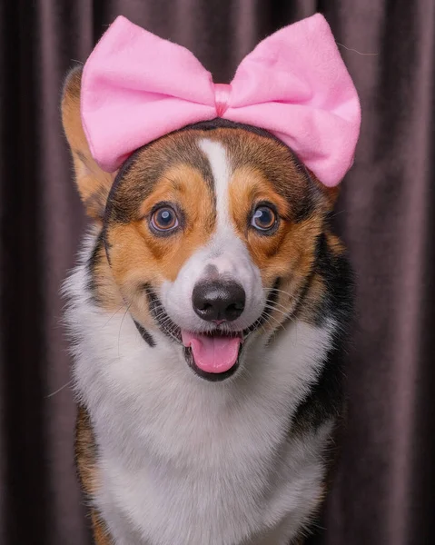 Een Gelukkige Uitdrukking Mannelijke Pembroke Welsh Corgi Hond Photoshoot Studio — Stockfoto