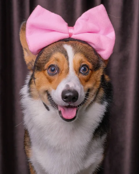 Mutlu bir ifade, erkek pembroke corgi dog photoshoot stüdyo fotoğrafçılığı perdenin önünde, kafasında aşk bandı olan bir konsept.