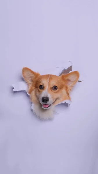 Kobieta Pembroke Walijski Corgi Pies Sesja Zdjęciowa Studio Pet Fotografia — Zdjęcie stockowe