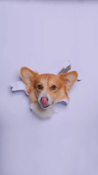 一种雌性刺绣威尔士科奇犬摄影棚宠物摄影用概念破碎纸头带着表情穿过它 — 图库照片