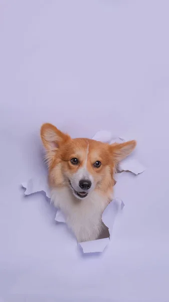 Female Pembroke Welsh Corgi Dog Photoshoot Studio Pet Photography Concept — Stockfoto