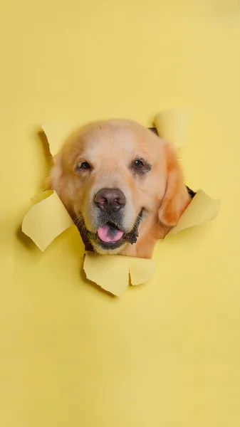 Male Chocolate Golden Retriever Dog Photoshoot Studio Pet Photography Concept — Zdjęcie stockowe