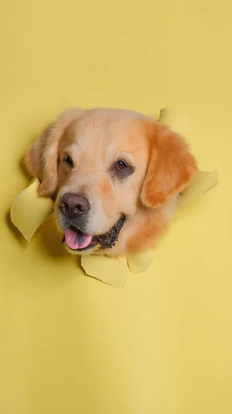 Férfi Csokoládé Golden Retriever Kutya Photoshoot Stúdió Kisállat Fotózás Koncepció — Stock Fotó