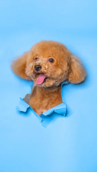 Male Chocolate Small Puppy Poodle Dog Photoshoot Studio Pet Photography — Stock fotografie