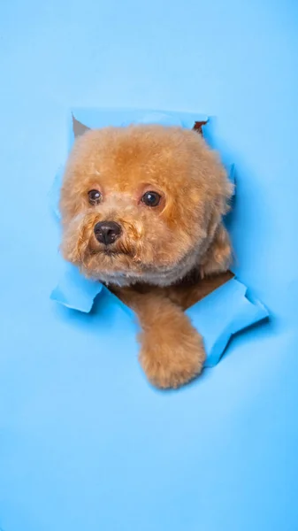 Manlig Choklad Liten Valp Pudel Hund Photoshoot Studio Sällskapsdjur Fotografering — Stockfoto