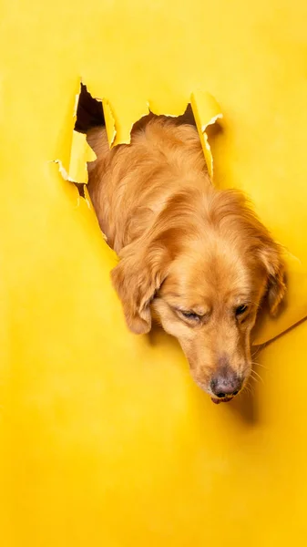 a male chocolate golden retriever dog photoshoot studio pet photography with concept breaking yellow paper head through it with expression