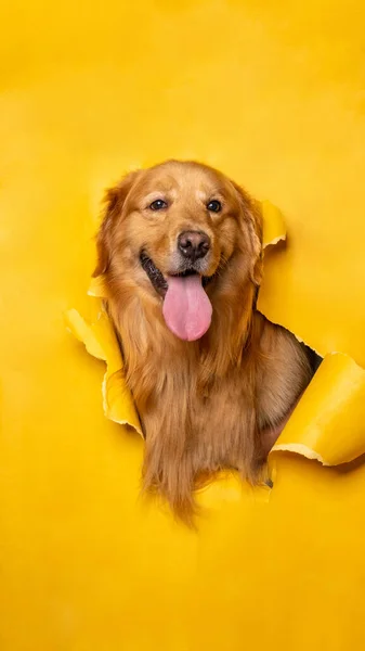 オスのチョコレートゴールデンレトリバー犬の写真撮影スタジオペット写真をコンセプトに黄色い紙の頭を表現しています — ストック写真